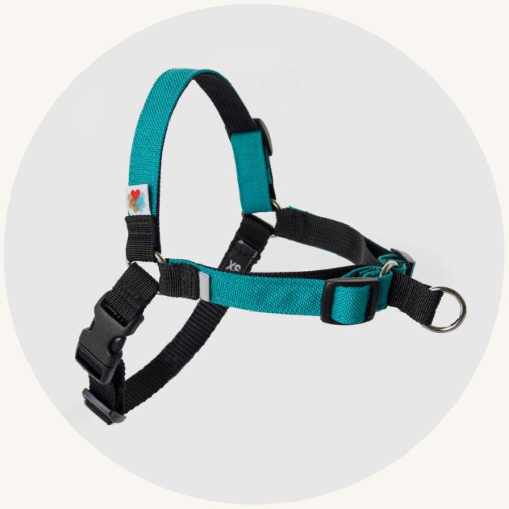 Wildebeest Linden No Pull Dog Harness, Turquoise, XS